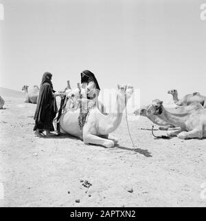 Bédouin femme sellerie dromadaire. Rapport /Série: Israël 1960-1965: Bedouins In Beershewa (Beer Sheva). Banque D'Images