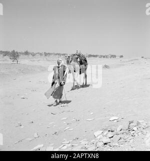 Bedouin marchant avec dromadaire sellerie. Rapport /Série: Israël 1960-1965: Bedouins In Beershewa (Beer Sheva). Banque D'Images