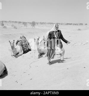 Bédouin à ses dromadaires sadellés. Rapport /Série: Israël 1960-1965: Bedouins In Beershewa (Beer Sheva). Banque D'Images