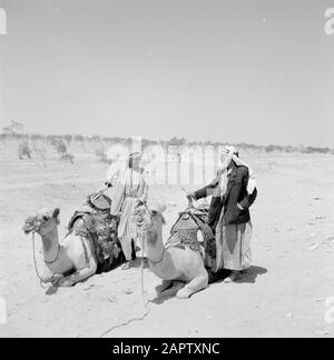 Les Bédouins avec leurs dromadaires sadellés. Rapport /Série: Israël 1960-1965: Bedouins In Beershewa (Beer Sheva). Banque D'Images