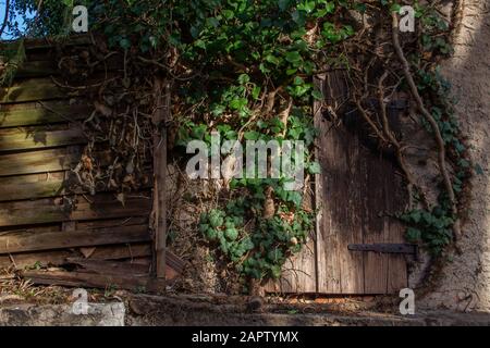 Vieux volets en bois vieilli à côté d'une vieille clôture en bois surcultivée par Ivy et d'autres ines Banque D'Images