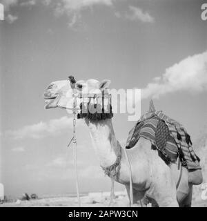 Moyen-Orient 1950-1955 : Egypte Camel pour les touristes aux pyramides de Gizeh Date : 1950 lieu : Egypte, Gizeh mots clés : dromadaires, chameaux, pyramides Banque D'Images