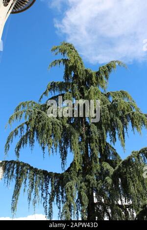 En regardant le sommet d'un arbre de Cypress de Nootka Weeping contre un ciel bleu brillant avec des nuages wispy à Seattle, Washington, États-Unis Banque D'Images