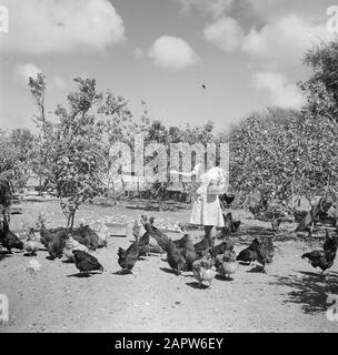 Voyage au Suriname et aux Antilles néerlandaises alimentation de poulet à Saint Jozef avec école sœur des soeurs de Schijndel à Santa Rosa sur Curaçao Date: 1947 lieu: Curaçao mots clés: Poulets, monastères Banque D'Images