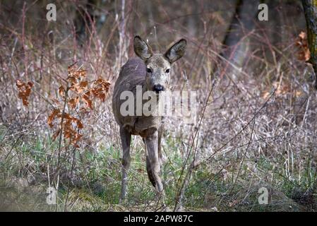 Cerf curieux en forêt (Capreolus capreolus) Banque D'Images