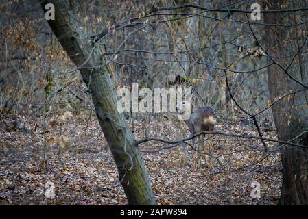 Cerf de Virginie (Capreolus capreolus) Banque D'Images