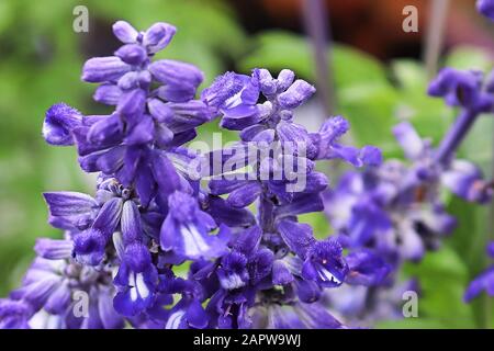 Gros plan des grappes de fleurs de sauge bleue en été Banque D'Images