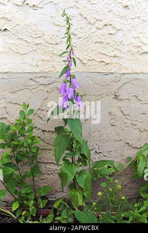 Un seul stock de fleurs de plis contre un mur Banque D'Images