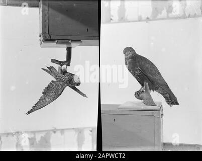 Reproductions, oiseaux, buzzard, fonderies Date: Non daté mots clés: Reproductions, oiseaux Nom personnel: Buzzard, fonderies Banque D'Images