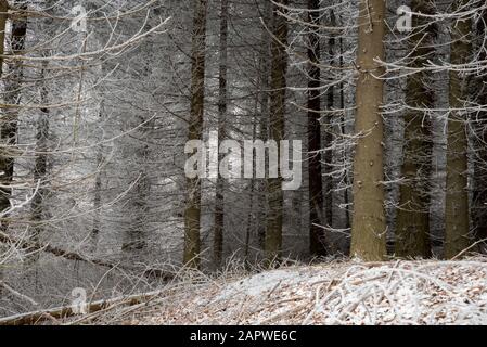 neige gelée dans la forêt Banque D'Images