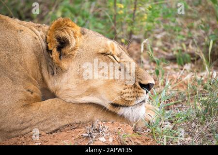 Une lionne est en traînante dans le gras de la savane Banque D'Images