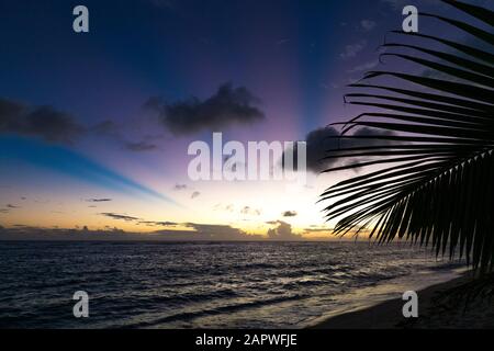 Gros plan sur la feuille de palmier à la plage de sable au coucher du soleil orange Banque D'Images