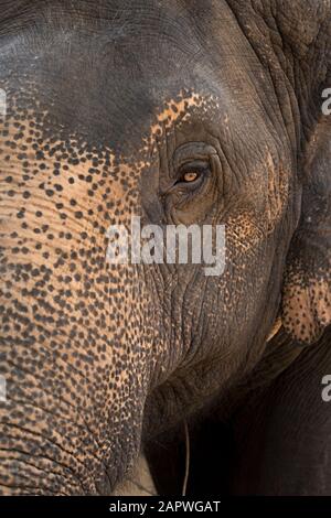 Gros plan sur la tête et l'œil d'un éléphant d'Asie Banque D'Images