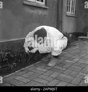 Jour dans la vie de la famille Svendsen M. Svendsen pruneaux roses dans son jardin Date: Mars 1954 lieu: Danemark mots clés: Vie quotidienne, hommes, roses, branches, jardins, jardinage Nom personnel: Svendsen, Banque D'Images