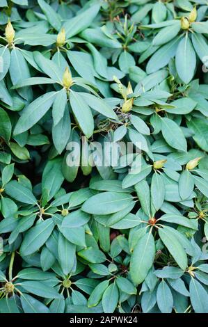 Gros plan vertical des feuilles d'une plante de Manilkara pour un arrière-plan Banque D'Images