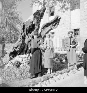 Moyen-Orient 1950-1955 : Jérusalem Monk et croyants dans la cour de Gethsemane Annotation: Au moment de l'enregistrement, Jérusalem était en Jordanie Date: 1950 lieu: Jérusalem, Jordanie mots clés: Croyants, moines, jardins Banque D'Images
