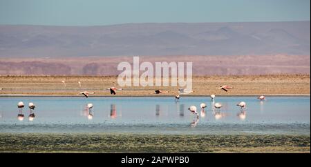 Flamingos nourrissant Lagunas de Chexa, Salar de Atacama Chili Banque D'Images