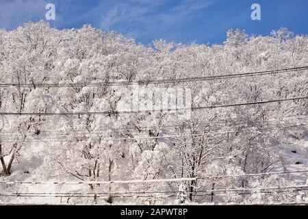 Un ciel bleu survole la neige fraîche sur une forêt à feuilles caduques et des lignes électriques dans les zones rurales de Niigata, au Japon. Banque D'Images