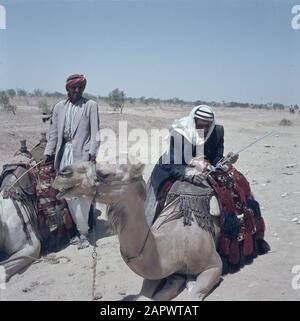 Israël 1964-1965 Désert Du Negev. Chameaux/dromadaires le long de la route pour les touristes qui veulent faire un tour sur leur animal Date: 1964 lieu: Israël, Negev mots clés: Bédouins, dromadaires, chameaux, tourisme, déserts Banque D'Images