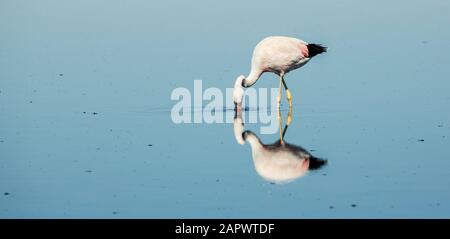 Flamants andins et réflexion, Salar de Atacama Chili Banque D'Images