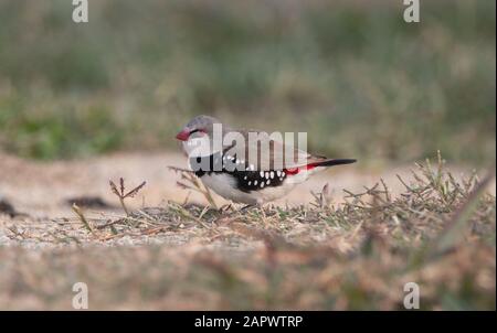 Diamond FiRetail Finches Escape Australian Fire dans la vallée de Capetree Banque D'Images