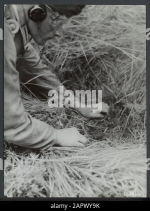 Nettoyage des mines terrestres près de Hoek van Holland. Des prisonniers de guerre allemands sont déployés. Une mine S a été découverte. L'homme de gauche a un drapeau avec un crâne pour marquer le spot Date: Août 1945 lieu: Hoek van Holland mots clés: Prisonniers de guerre, mines terrestres, militaires, seconde Guerre mondiale, reconstruction Nom personnel: S-mine Banque D'Images