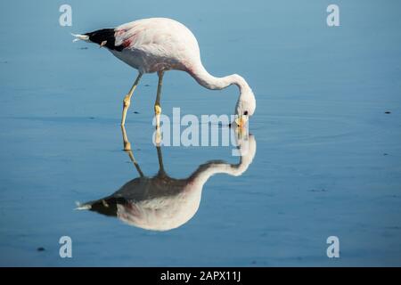 Flamants andins et réflexion, Salar de Atacama Chili Banque D'Images