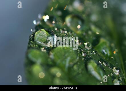 L'eau tombe sur la feuille verte Banque D'Images