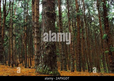 pinède ( pin blanc - pinus strobus ), l'un des endroits les plus visités à la station de colline de kodaikanal, sur les pentes des collines de palani, tamilnadu, inde Banque D'Images