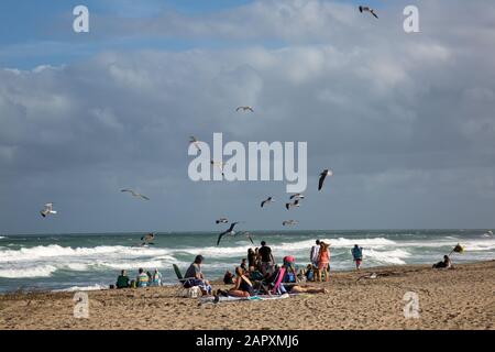Un troupeau de seagulles affamés fait des vacances à Stuart Beach sur Hutchinson Island, en Floride, aux États-Unis. Banque D'Images