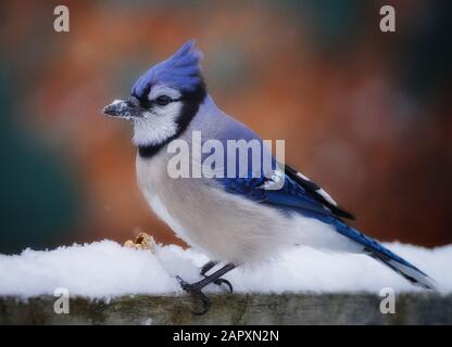 Impressionnant gros plan d'un magnifique jay bleu parfait avec de la neige sur son bec Banque D'Images