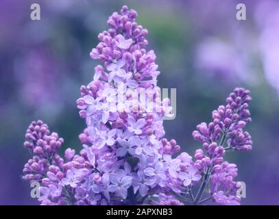 Très gros plan de fleurs lilas fleuries avec fond de bokeh pastel Banque D'Images