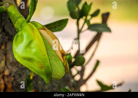 Fruits d'été asiatiques appelés fruits-Jack. Nom Scientifique Artocarpus Heteropyllus. Macro photographie ou gros plan de bébé gréent Jack-fruit. Banque D'Images