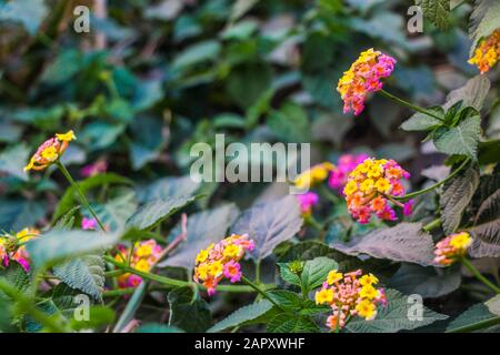 Lantana camara, Verbena, tropiques américains, Big-sage, Wild-sage, Red-sage, White-sage, Tickberry, West Indian lantana, Red Pink Yellow Banque D'Images