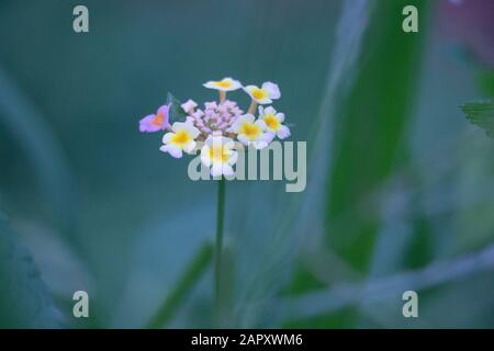 Lantana camara, Verbena, tropiques américains, Big-sage, Wild-sage, Red-sage, White-sage, Tickberry, West Indian lantana, White Purple Yellow Banque D'Images