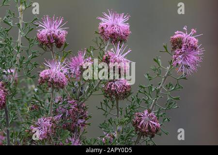 Isopogon dubius (Pincoshion Coneflower) en Australie occidentale. Plante à floraison rose endémique dans le sud-ouest de l'Australie Banque D'Images