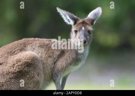 Une femelle sauvage de Western Grey Kangaroo dans le parc national de Yanchep, en Australie occidentale Banque D'Images