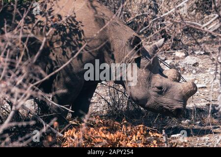 Dehorned Rhino ou Rhinoceros debout dans le Dry Bush dans le parc national d'Etosha, Namibie, Afrique Banque D'Images