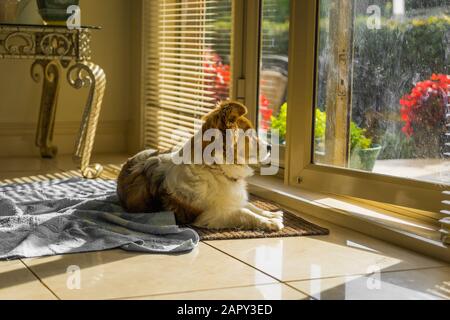 Joli chien assis sur le sol et regardant hors de la fenêtre Banque D'Images