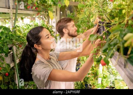 Jeune femme brunette de la prise de serre avec des plantes en croissance Banque D'Images