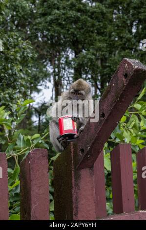 Le singe macaque à queue longue - macaca fascicularis - tient ce qui ressemble à un Pringles peut sur une toile de fond de la forêt mauricienne dans le Grand bassin de l'Ile Maurice Banque D'Images
