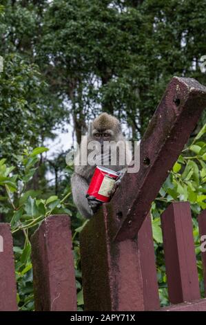 Le singe macaque à queue longue - macaca fascicularis - tient ce qui ressemble à un Pringles peut sur une toile de fond de la forêt mauricienne dans le Grand bassin de l'Ile Maurice Banque D'Images