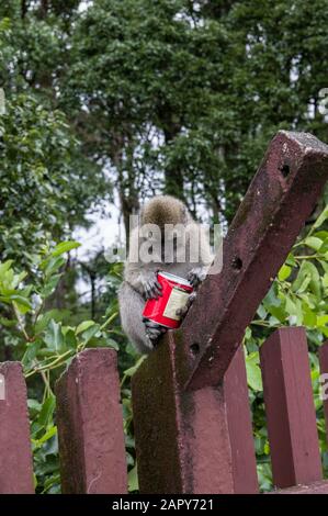 Le singe macaque à queue longue - macaca fascicularis - tient ce qui ressemble à un Pringles peut sur une toile de fond de la forêt mauricienne dans le Grand bassin de l'Ile Maurice Banque D'Images