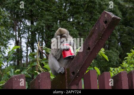 Le singe macaque à queue longue - macaca fascicularis - tient ce qui ressemble à un Pringles peut sur une toile de fond de la forêt mauricienne dans le Grand bassin de l'Ile Maurice Banque D'Images