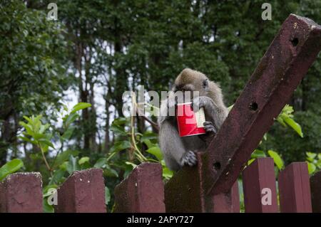 Le singe macaque à queue longue - macaca fascicularis - tient ce qui ressemble à un Pringles peut sur une toile de fond de la forêt mauricienne dans le Grand bassin de l'Ile Maurice Banque D'Images