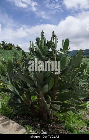 grand cactus avec des fruits de poire pirouette sur elle contre un ciel bleu avec des nuages par jour ensoleillé Banque D'Images