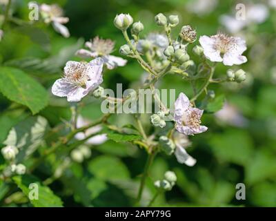 Mûres fleuries, Rubus sectio Rubus Banque D'Images
