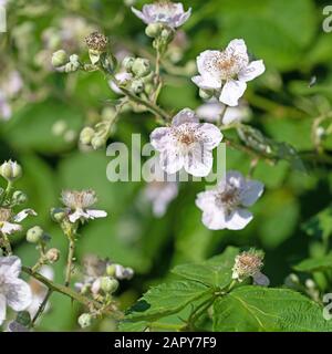 Mûres fleuries, Rubus sectio Rubus Banque D'Images
