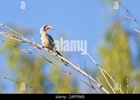 Hornbill (Tockus kempi), perché sur une tige de bambou morte, Gambie. Banque D'Images