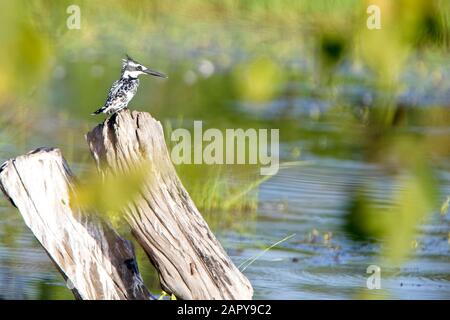 Pied Kingfisher (Ceryle rudis), femelle perché sur un arbre de souche, Gambie. Banque D'Images
